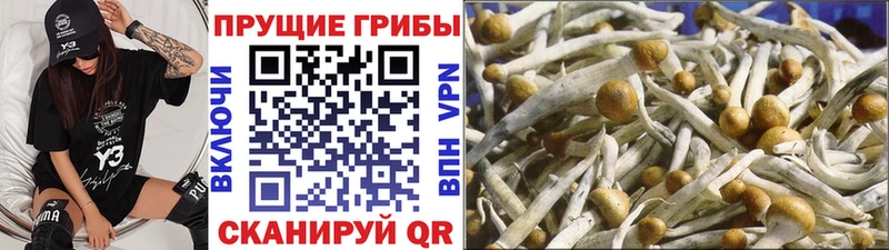 Купить  Питкяранта  Галлюциногенные грибы GOLDEN TEACHER 
